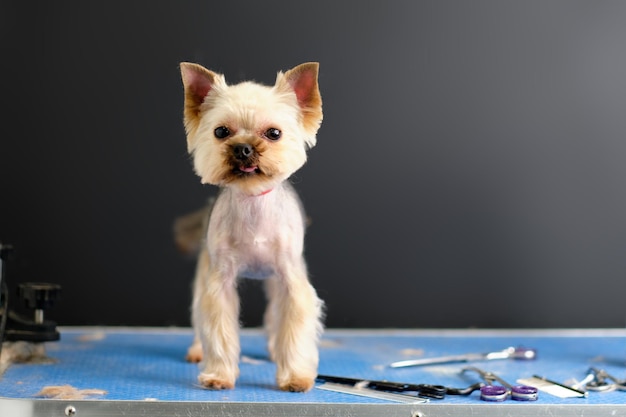 Charmant chien Yorkshire terrier se dresse sur la table pour couper t