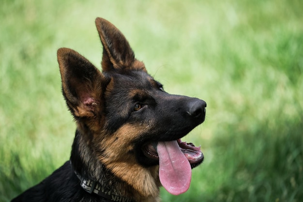 Le charmant chiot berger allemand noir et rouge est assis dans l'herbe verte et regarde attentivement