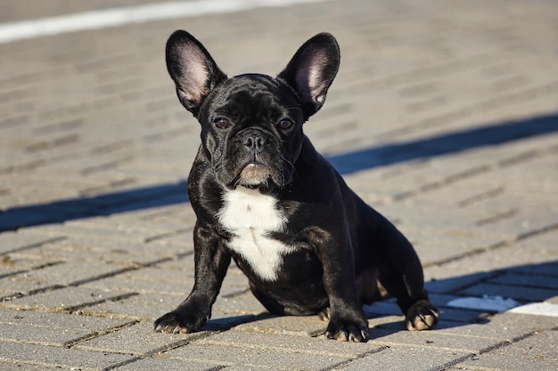 Charmant chiot d'un bouledogue français noir par temps ensoleillé dans le parking