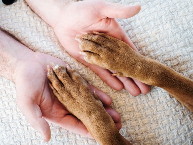 Charmant chiot doux de couleur chocolat.