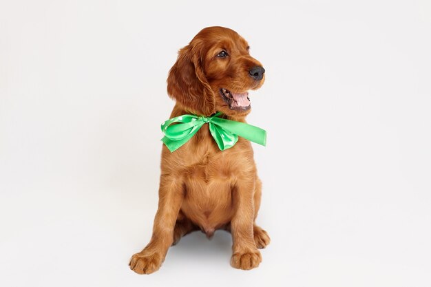 Charmant chiot setter irlandais de couleur marron sur fond blanc.