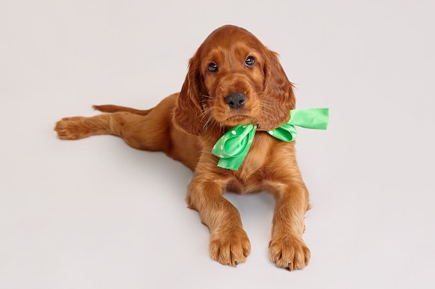 Charmant chiot setter irlandais de couleur marron sur fond blanc.