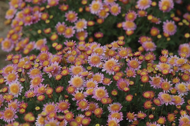 Photo charmant chrysanthème, temps d'automne.