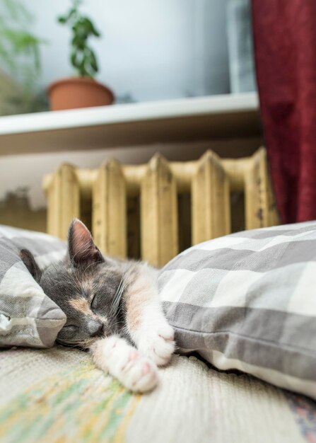Charmant doucement le chaton dort entre des oreillers moelleux près de réchauffer un radiateur