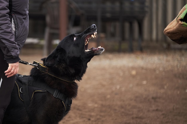 Charmant grand chien noir de race de berger allemand d'élevage de travail veut mordre la manche canine