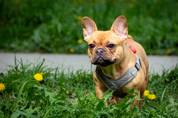 Un charmant jeune bouledogue français se promène dans un parc d'été