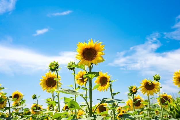 Le charmant paysage de tournesols contre le ciel. Jardin de tournesols.