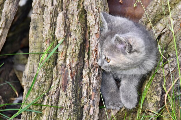 Charmant petit chaton pelucheux joue dans la cour d'une maison de village