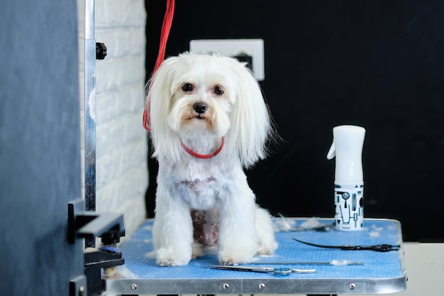 Charmant petit chien maltais sur la table de toilettage