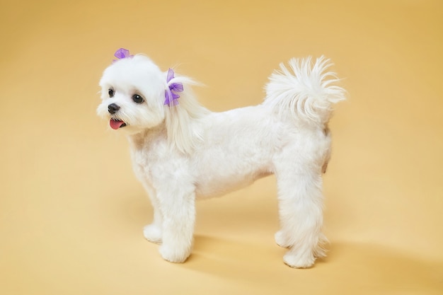 Charmant petit chien de poche maltais. séance photo en studio sur fond jaune.