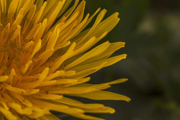 Charmant pissenlit jaune, gros plan, copie spase