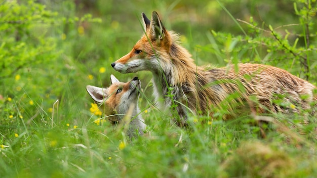 Charmant renard roux se cachant sous la mère et reniflant avec petit nez dans la forêt