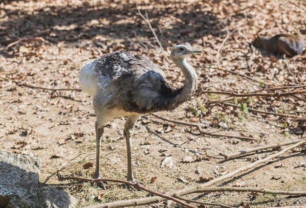 Charmante autruche Emu en gros plan sur l'environnement naturel