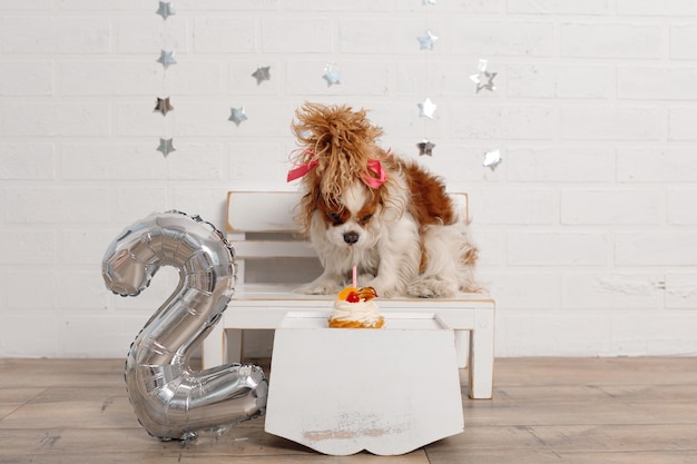 Charmante fille Cavalier King Charles Spaniel avec une fourrure luxueuse et un arc rose sur la tête étudie une friandise pour son anniversaire assise sur un banc près de la table contre un mur blanc