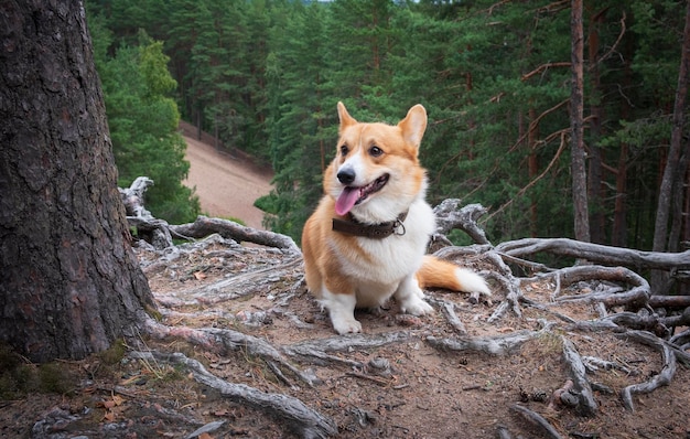 Charmante race de chien Welsh Corgi Pembroke chien blanc rouge sur fond de forêt