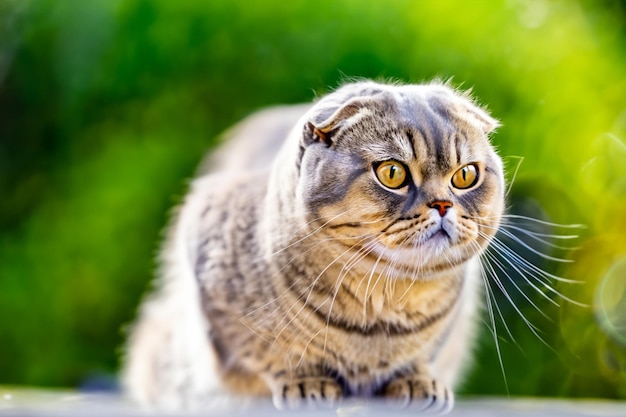 Le charme moustaché, le pli écossais, l'élégance féline.