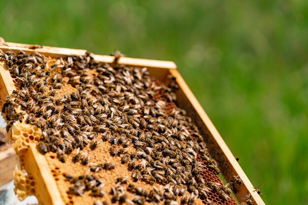 une charpente en bois avec nid d'abeille est à l'air libre dans le jardin. Les abeilles apportent du miel dans le nid d'abeilles