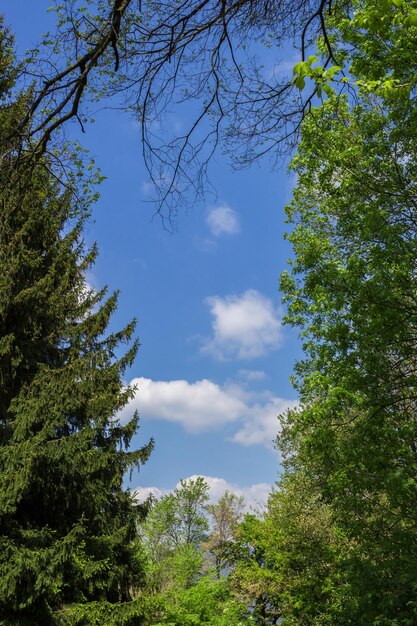 Charpente naturelle en bois