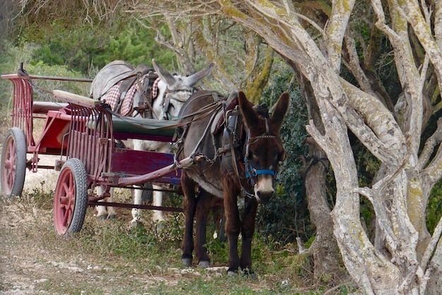 Photo une charrette à cheval sur un arbre