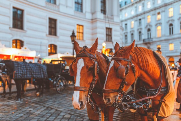 Photo une charrette de chevaux dans la rue