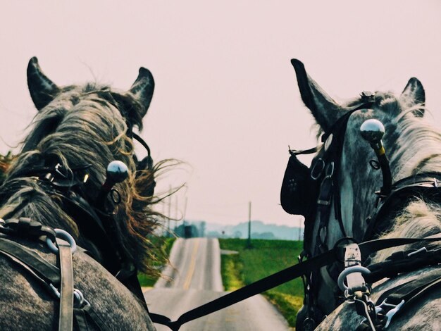 Photo une charrette de chevaux sur la route contre un ciel dégagé