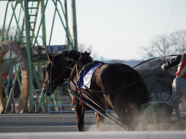 Photo une charrette à chevaux