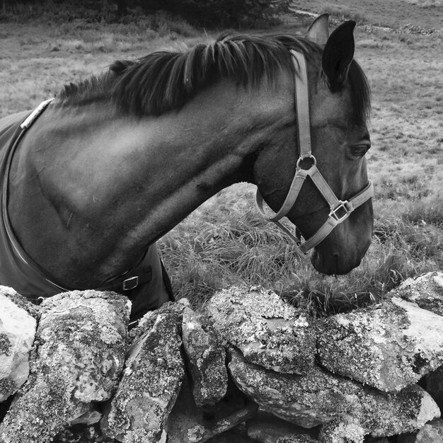 Photo une charrette à chevaux