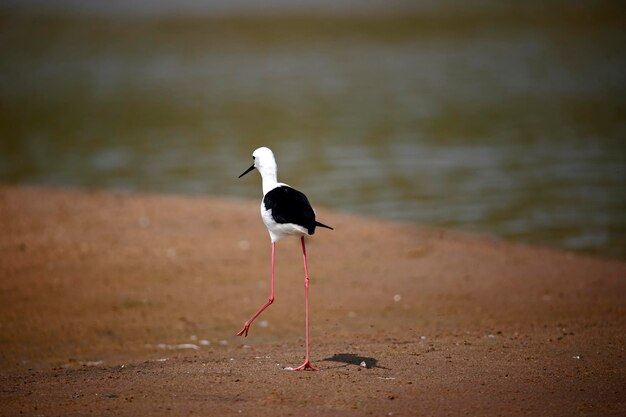 Échasse ailée noire sur la rivière Chambal en Inde