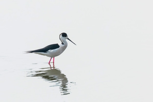 Échasse à ailes noires dans la réflexion de l'eau peu profonde (Himantopus himantopus) Échassier Échasse