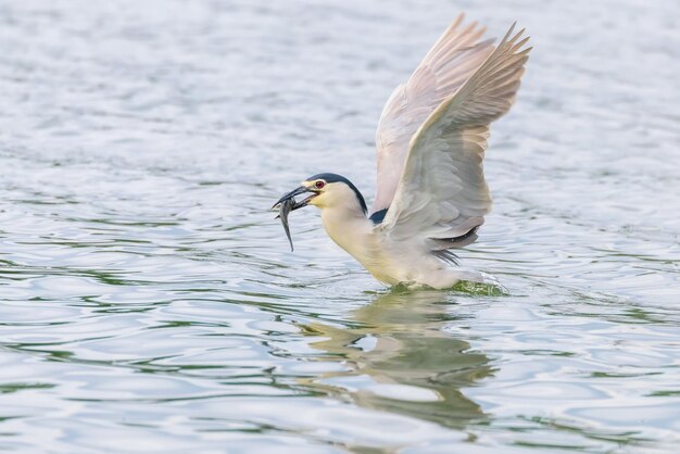 Chasse au bihoreau gris dans son habitat naturel (Nycticorax nycticorax)