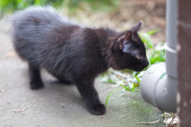 Chasse au chaton noir