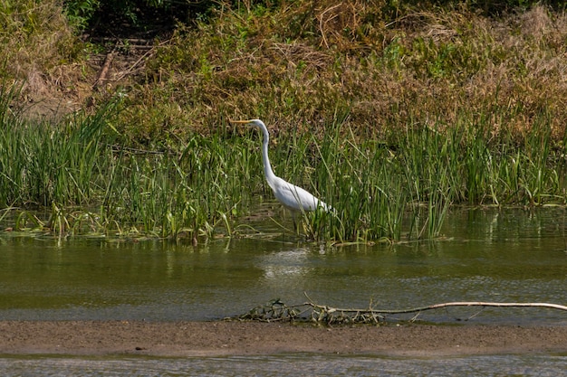 Chasse au héron blanc le soir sur la rivière Desna Ukraine