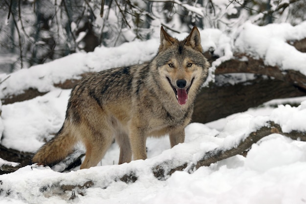 Chasse au loup des bois dans la forêt d'hiver