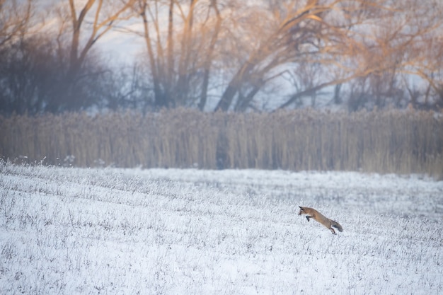 Chasse au renard roux dans une prairie enneigée en hiver