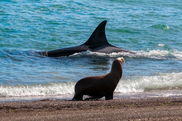 Chasse aux lions de mer Orca Péninsule Valdès Patagonie Argentine