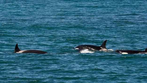 La chasse aux lions de mer Orca réserve naturelle de Punta Norte Péninsule Valdès Patagonie Argentine