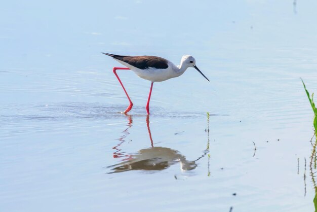 Échasse noire en eau peu profonde (Himantopus himantopus)