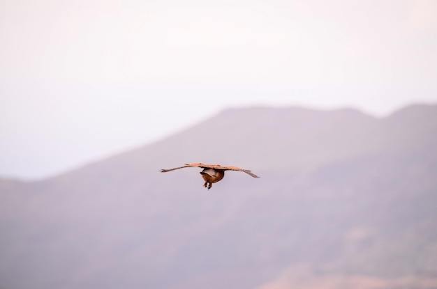 Chasse et vol Faucon crécerelle oiseau