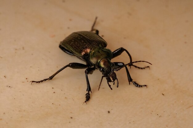 Chasseur de chenilles adultes Scarabée de l'espèce Calosoma alternans