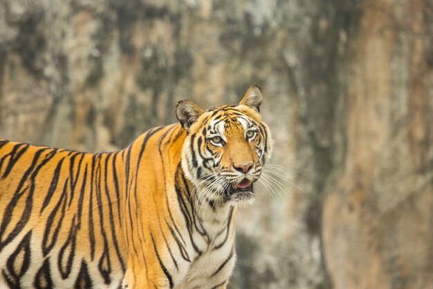 Chasseur de tigre du Bengale dans la nature.