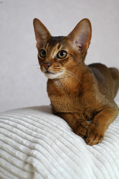 Un chat abyssin allongé sur un oreiller doux blanc sur un canapé