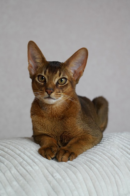 Un chat abyssin allongé sur un oreiller doux blanc sur un canapé