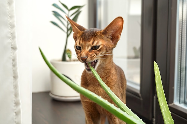 Un chat abyssin assis sur le rebord de la fenêtre mordant la fleur d'aloès