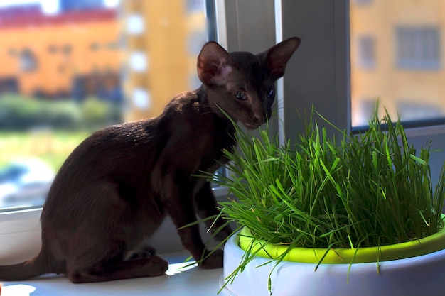 Le chat abyssin aux yeux verts mange de l'herbe