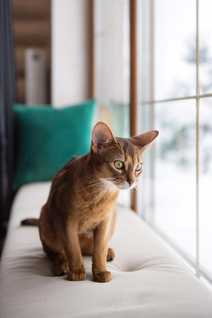 Le chat Abyssin est assis sur un oreiller et regarde par la fenêtre