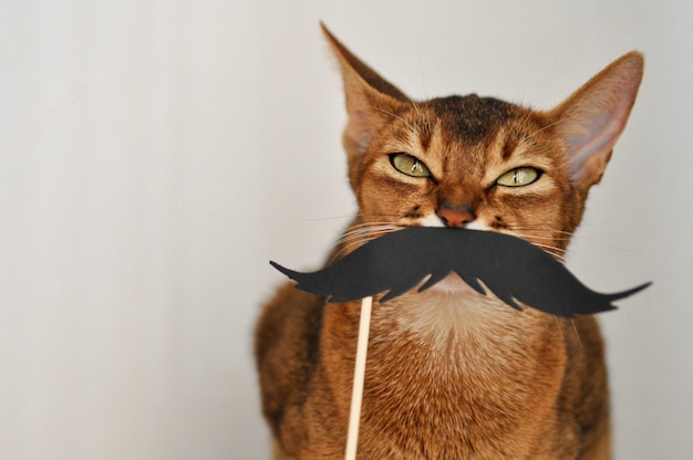 Photo chat abyssin avec une moustache en papier sur un fond blanc