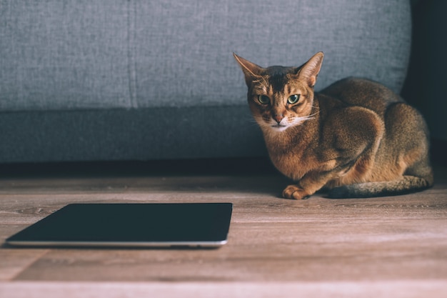 Chat abyssin en regardant sur l'écran de la tablette