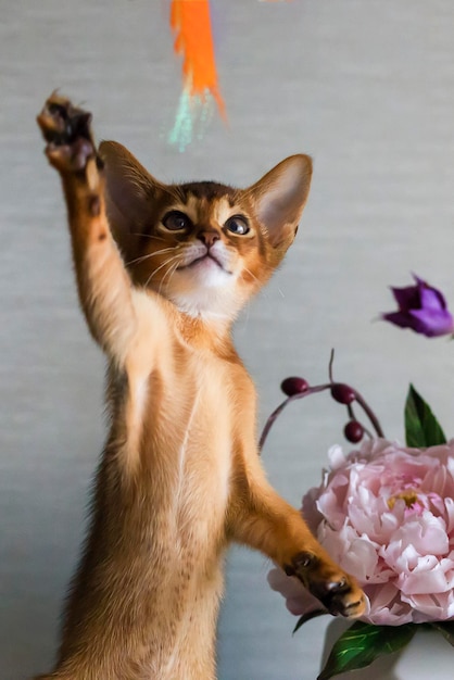 Chat abyssin avec un vase de fleurs