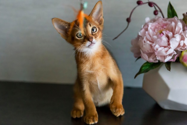 Chat abyssin avec un vase de fleurs