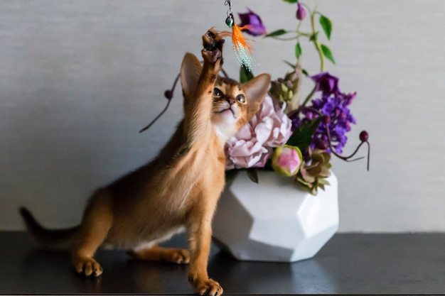 Chat abyssin avec un vase de fleurs